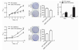 microRNA-544在肝癌組織中的表達(dá)及其對肝癌細(xì)胞惡性生物學(xué)行為的影響