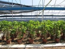 綠意盎然，品質生活 順發園藝綠化植物推薦