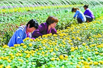 秋菊盛開花農笑——園藝產品種植的豐收喜悅